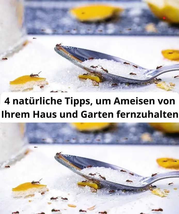 4 natürliche Tipps, um Ameisen von Ihrem Haus und Garten fernzuhalten