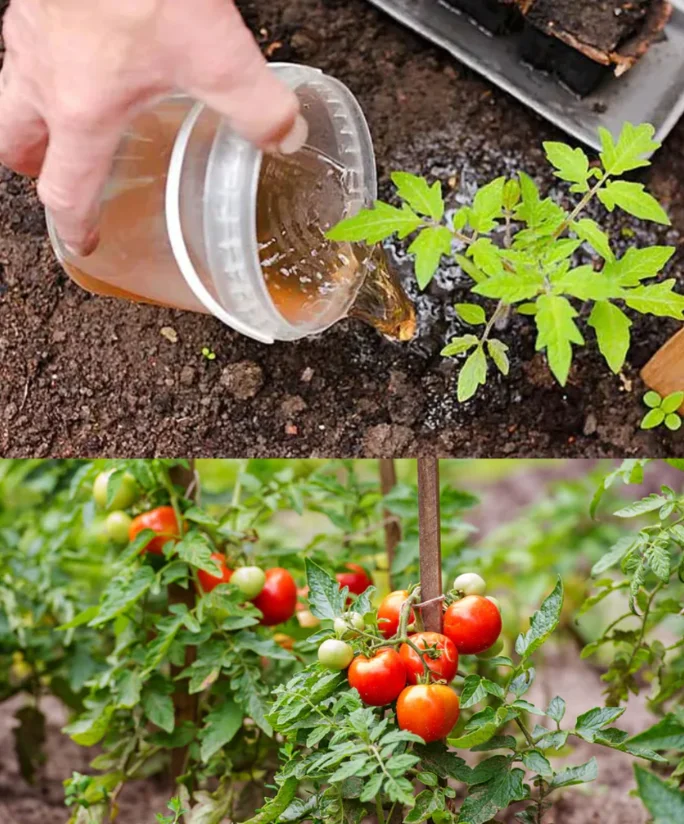 Zum Wasser hinzufügen und kochen. Dieser Tomatendünger wirkt besser als teure, im Laden gekaufte Düngemittel