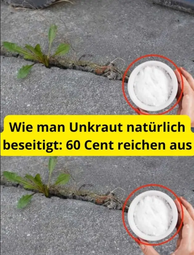 Wie man Unkraut natürlich beseitigt: 60 Cent reichen aus